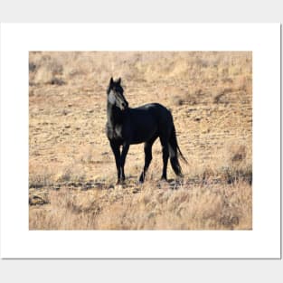 Wild Mustang Stallion of the South Steens Mountains Posters and Art
